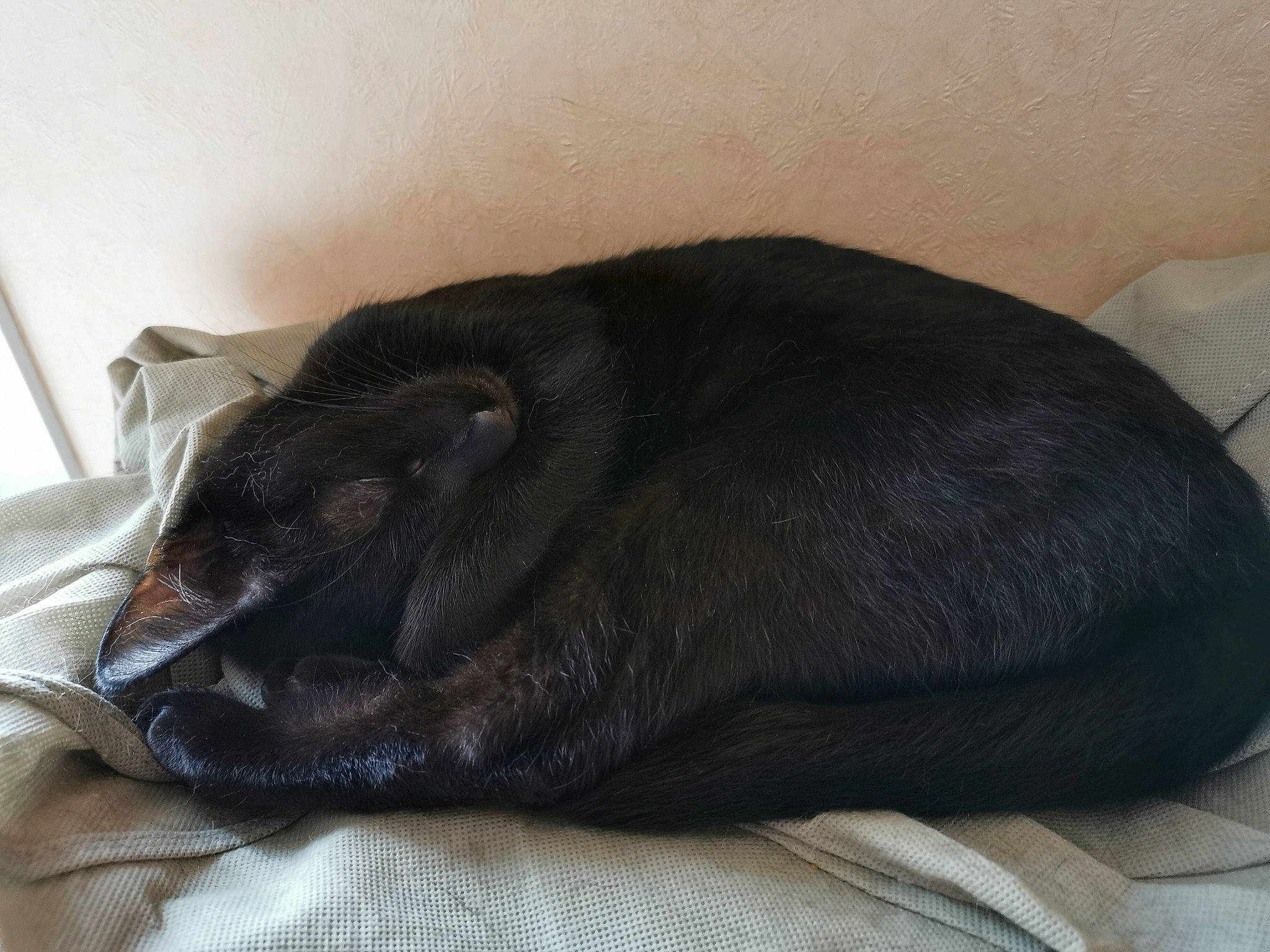Bagherra a rejoint le concours — aidez-le/la à gagner de superbes lots ! black, black_cat, cat, comfort, ear, fawn, felidae, nap, sleep, small_to_medium_sized_cats, snout, tail, whiskers