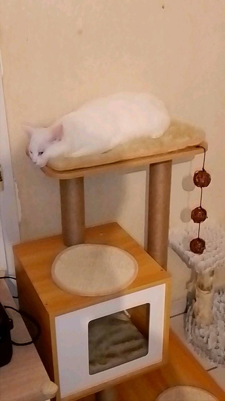 Lana Lova a rejoint le concours — aidez-le/la à gagner de superbes lots ! cat, cat_supply, chair, comfort, door, felidae, flooring, hardwood, interior_design, pet_supply, plywood, room, shelf, shelving, small_to_medium_sized_cats, table, tail, white, wood, wood_stain