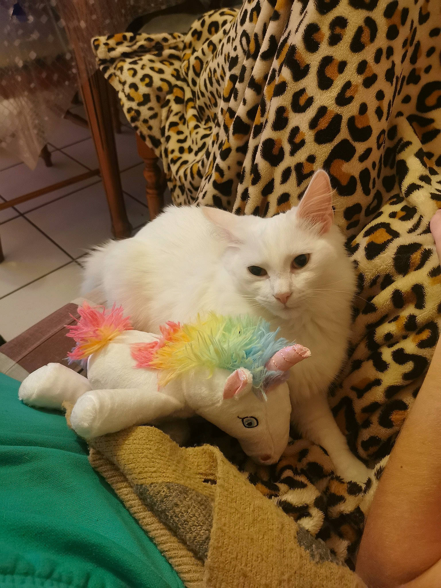 Lana Lova participe au concours pour gagner de l'argent avec cette photo : carnivore, cat, claw, comfort, domestic_short_haired_cat, fawn, felidae, foot, fur, lap, linens, nail, nap, pattern, paw, small_to_medium_sized_cats, tail, terrestrial_animal, whiskers