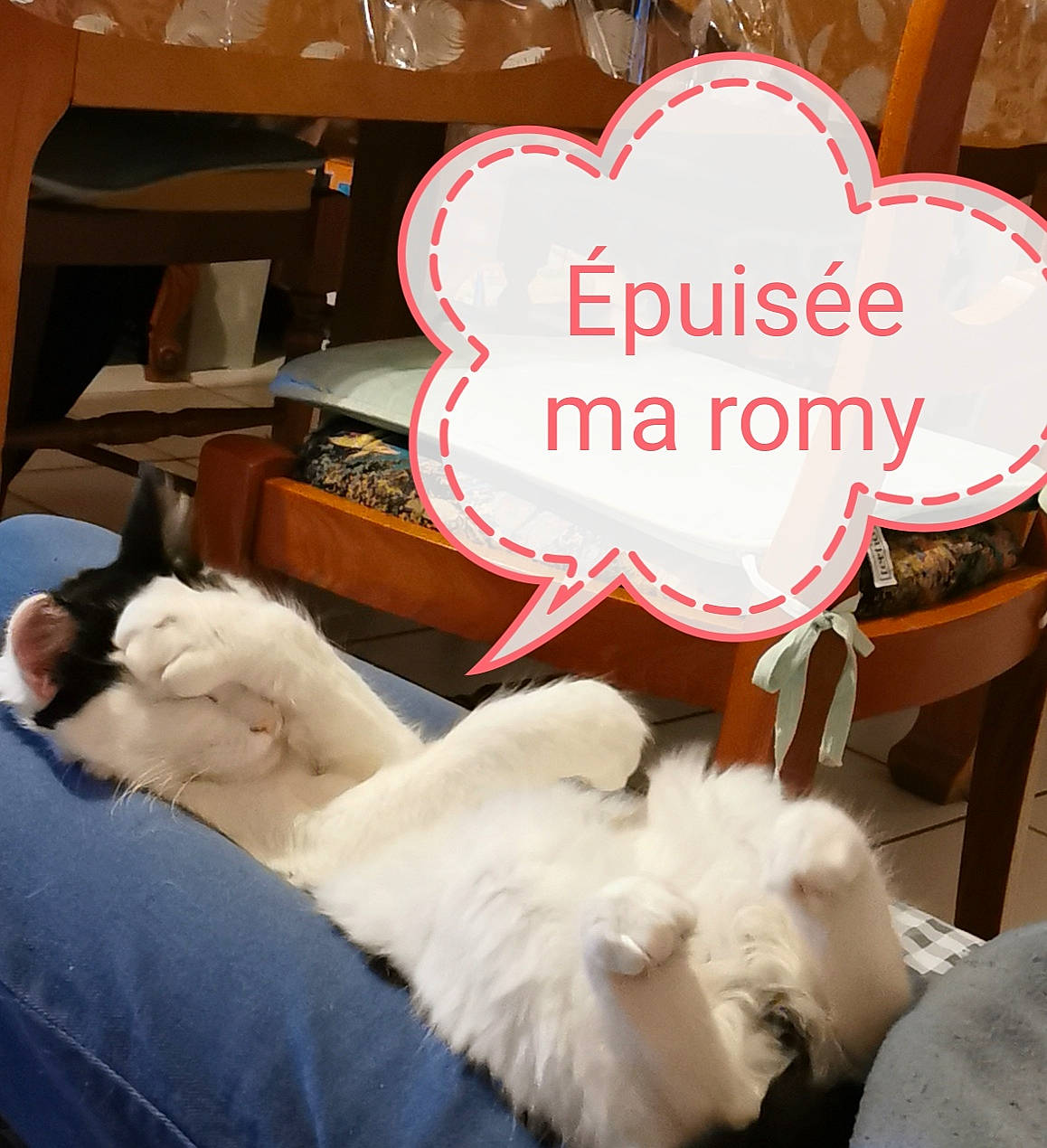 Romy a rejoint le concours — aidez-le/la à gagner de superbes lots ! borzoi, canidae, carnivore, chair, comfort, companion_dog, dog, dog_breed, felidae, fur, happy, heart, paw, room, small_to_medium_sized_cats, snapshot, sporting_group, tail, toy_dog, whiskers