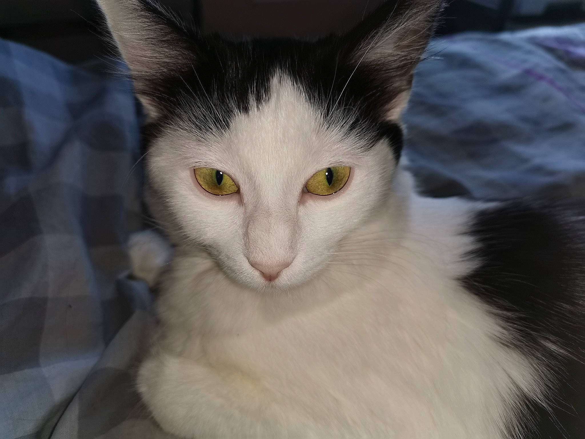 Romy a rejoint le concours — aidez-le/la à gagner de superbes lots ! carnivore, cat, domestic_short_haired_cat, felidae, fur, small_to_medium_sized_cats, snout, tail, whiskers, window