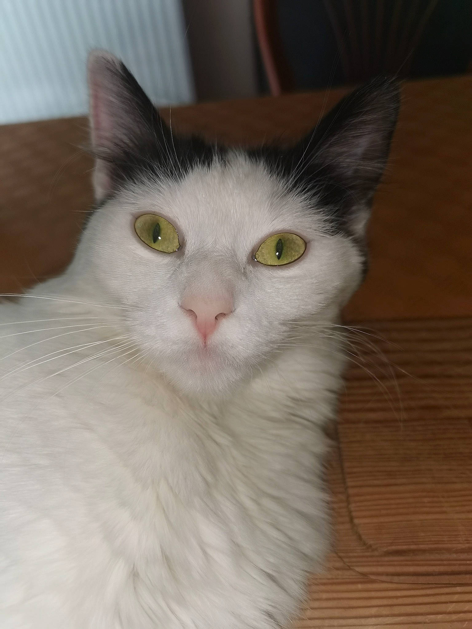 Romy a rejoint le concours — aidez-le/la à gagner de superbes lots ! carnivore, cat, domestic_short_haired_cat, eye, felidae, fur, hardwood, head, paw, small_to_medium_sized_cats, snout, tail, terrestrial_animal, whiskers, wood, wood_flooring