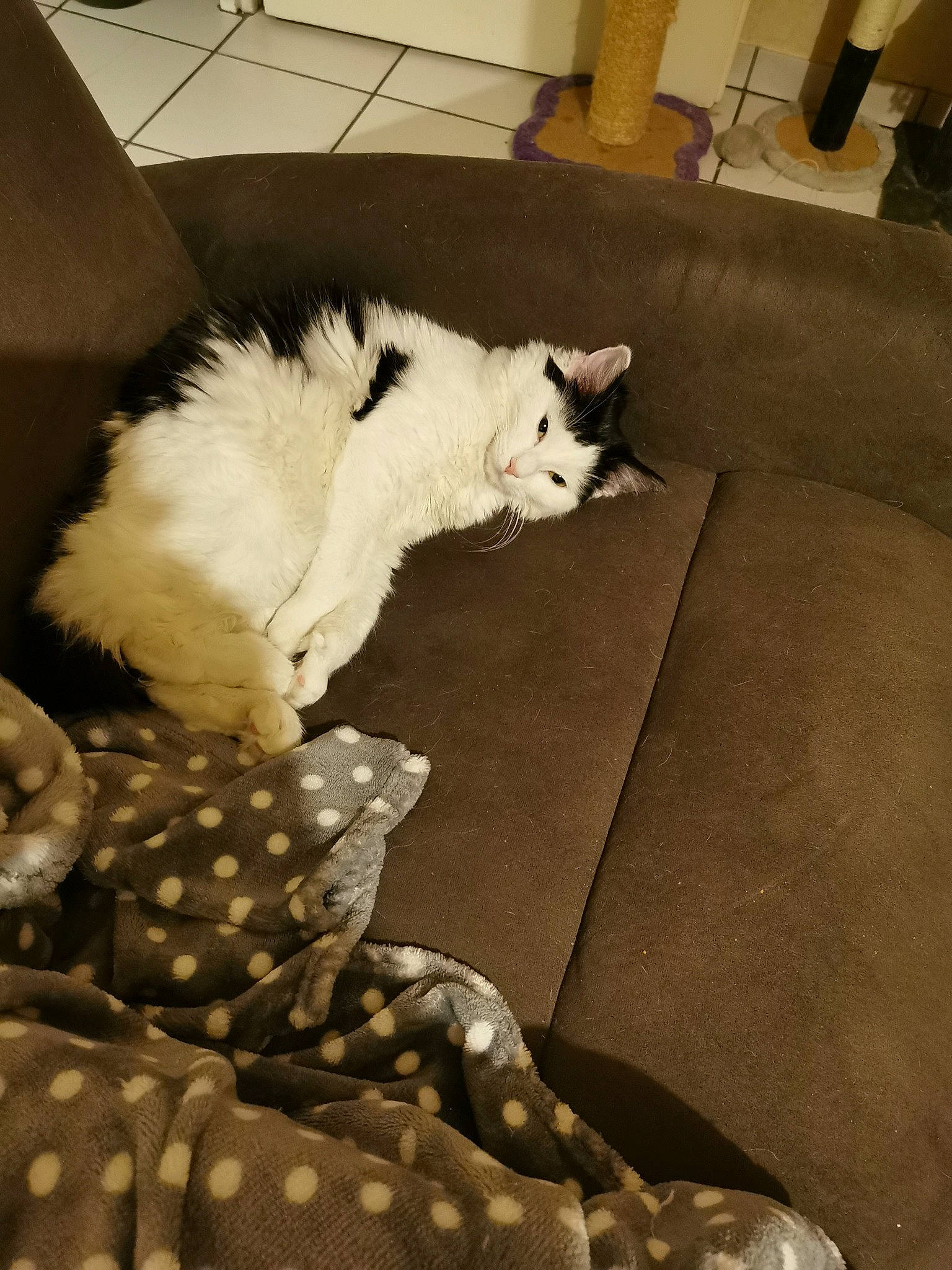 Romy participe au concours pour gagner de l'argent avec cette photo : bedding, carnivore, cat, comfort, companion_dog, couch, felidae, floor, flooring, grey, hardwood, linens, room, small_to_medium_sized_cats, snout, tail, tints_and_shades, whiskers, white, wood