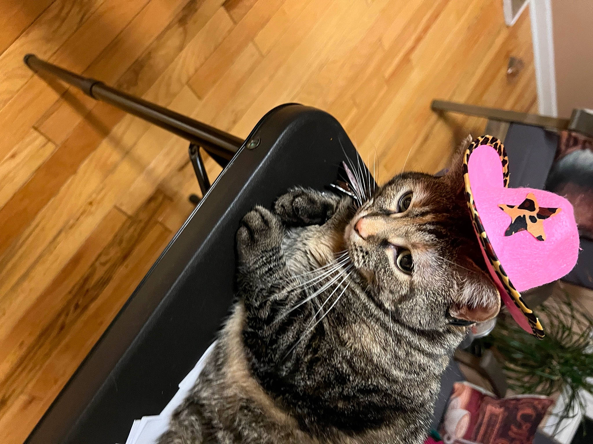 Lily is registered to the contest to win money with this photo: butterfly, carnivore, cat, comfort, domestic_short_haired_cat, event, fang, felidae, flooring, fur, hardwood, plank, plant, small_to_medium_sized_cats, snout, terrestrial_animal, varnish, whiskers, wood, wood_stain