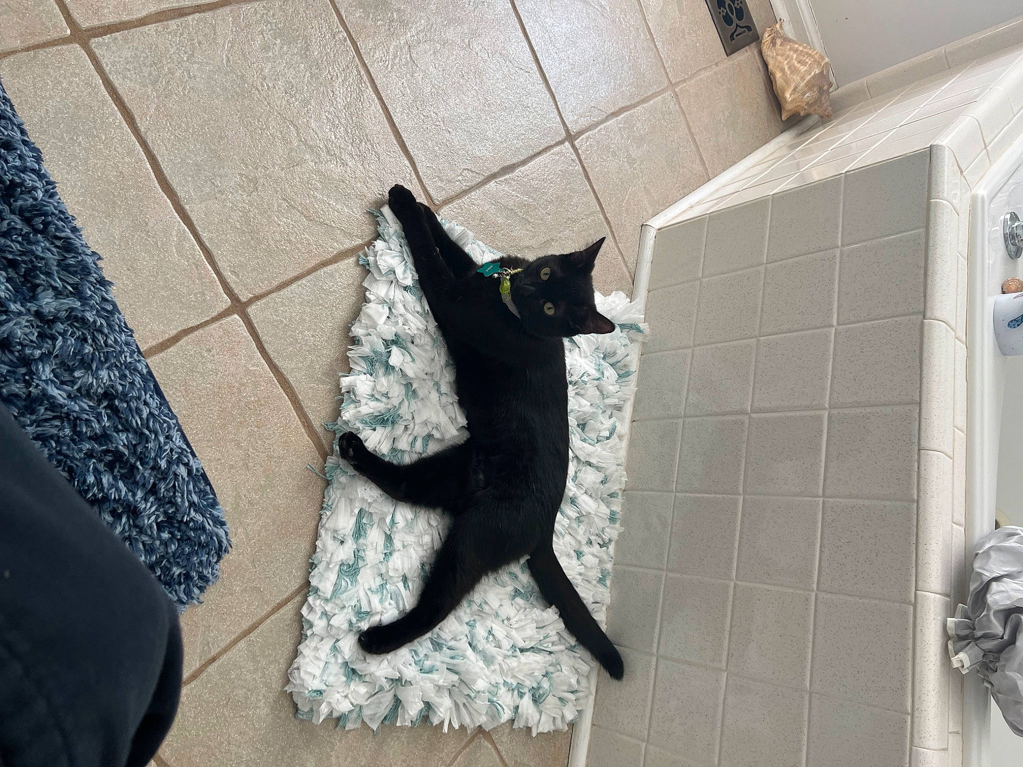 Nova joined the competition — help win amazing prizes! art, black_cat, bombay, canidae, carnivore, cat, dog_breed, domestic_short_haired_cat, felidae, floor, flooring, fur, grey, sculpture, shadow, small_to_medium_sized_cats, snout, sporting_group, tail, whiskers