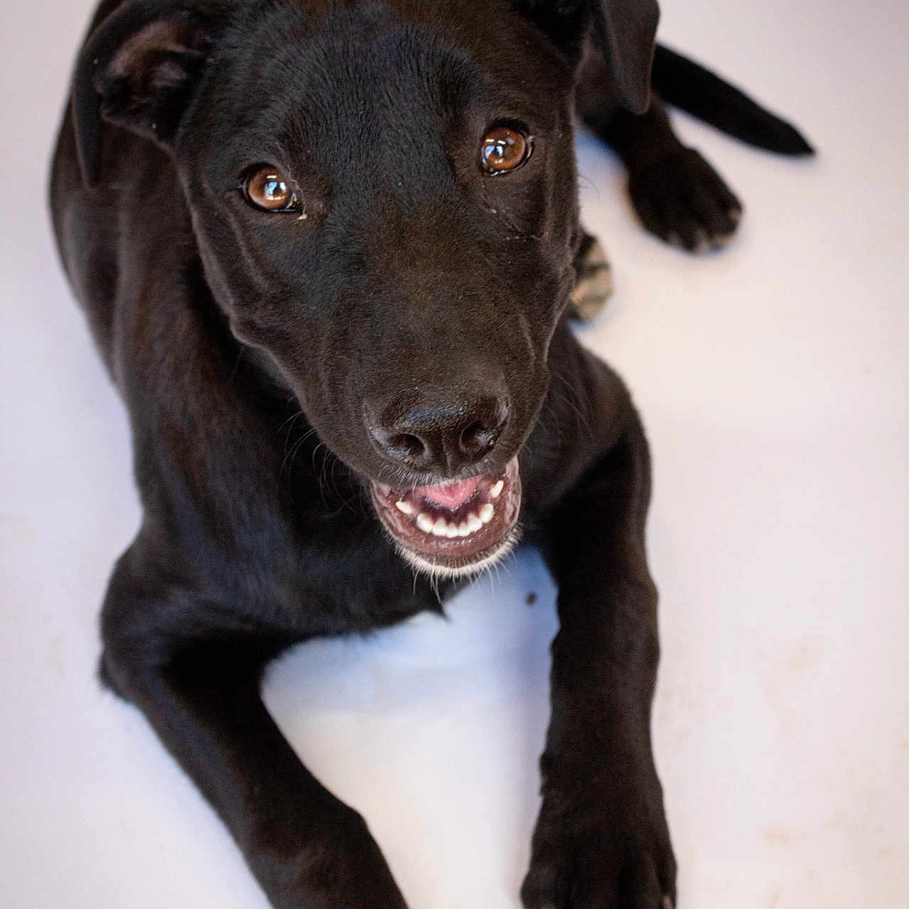 Bella joined the competition — help win amazing prizes! animal, canine, dog, greatdane, hound, labradorretriever, pet, pointer, puppy