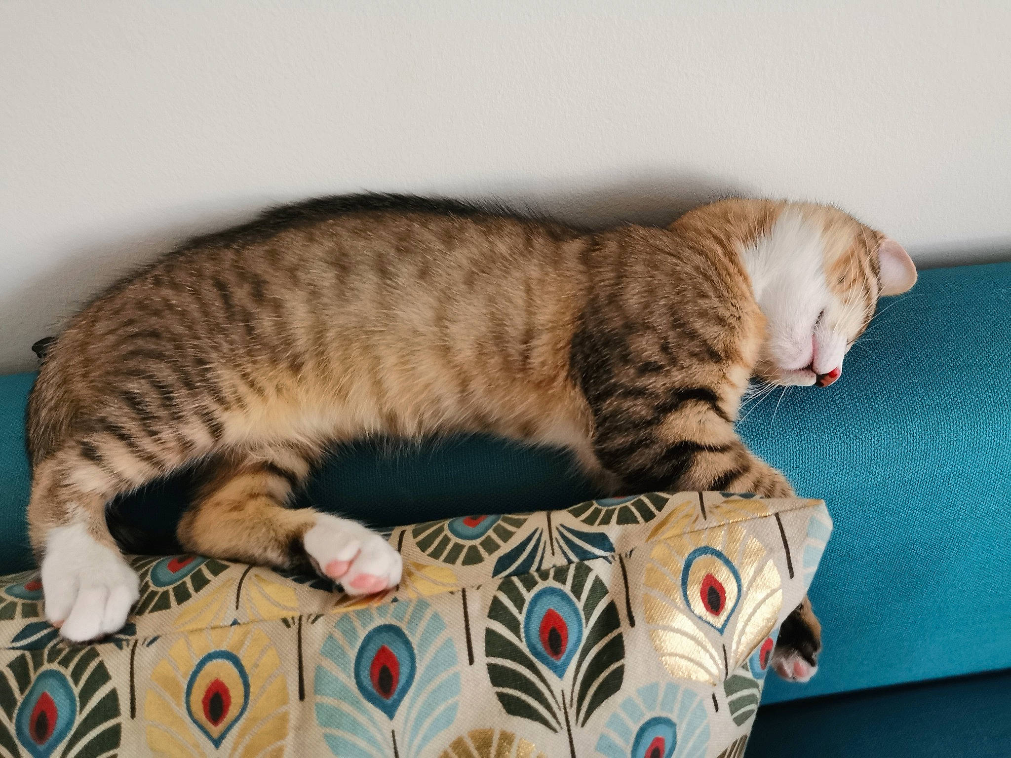 Krokmou Canaille Dewey participe au concours pour gagner de l'argent avec cette photo : bed, carnivore, cat, cat_bed, cat_supply, claw, comfort, domestic_short_haired_cat, fawn, felidae, fur, linens, nap, paw, pet_supply, small_to_medium_sized_cats, snout, tail, whiskers, wood