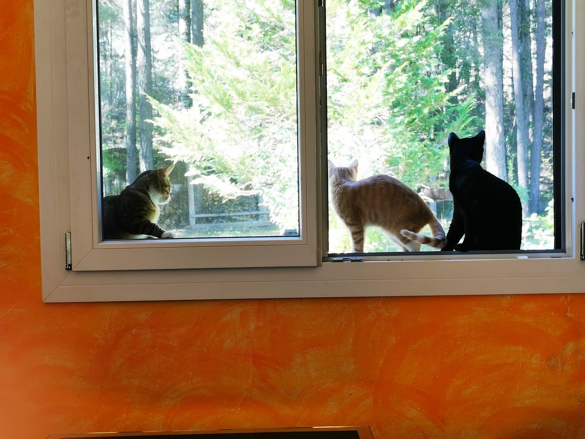 Krokmou Canaille Dewey a rejoint le concours — aidez-le/la à gagner de superbes lots ! brown, carnivore, cat, felidae, hardwood, interior_design, light, mammal, morning, shade, small_to_medium_sized_cats, sunlight, tail, textile, tints_and_shades, tree, vertebrate, whiskers, window, wood