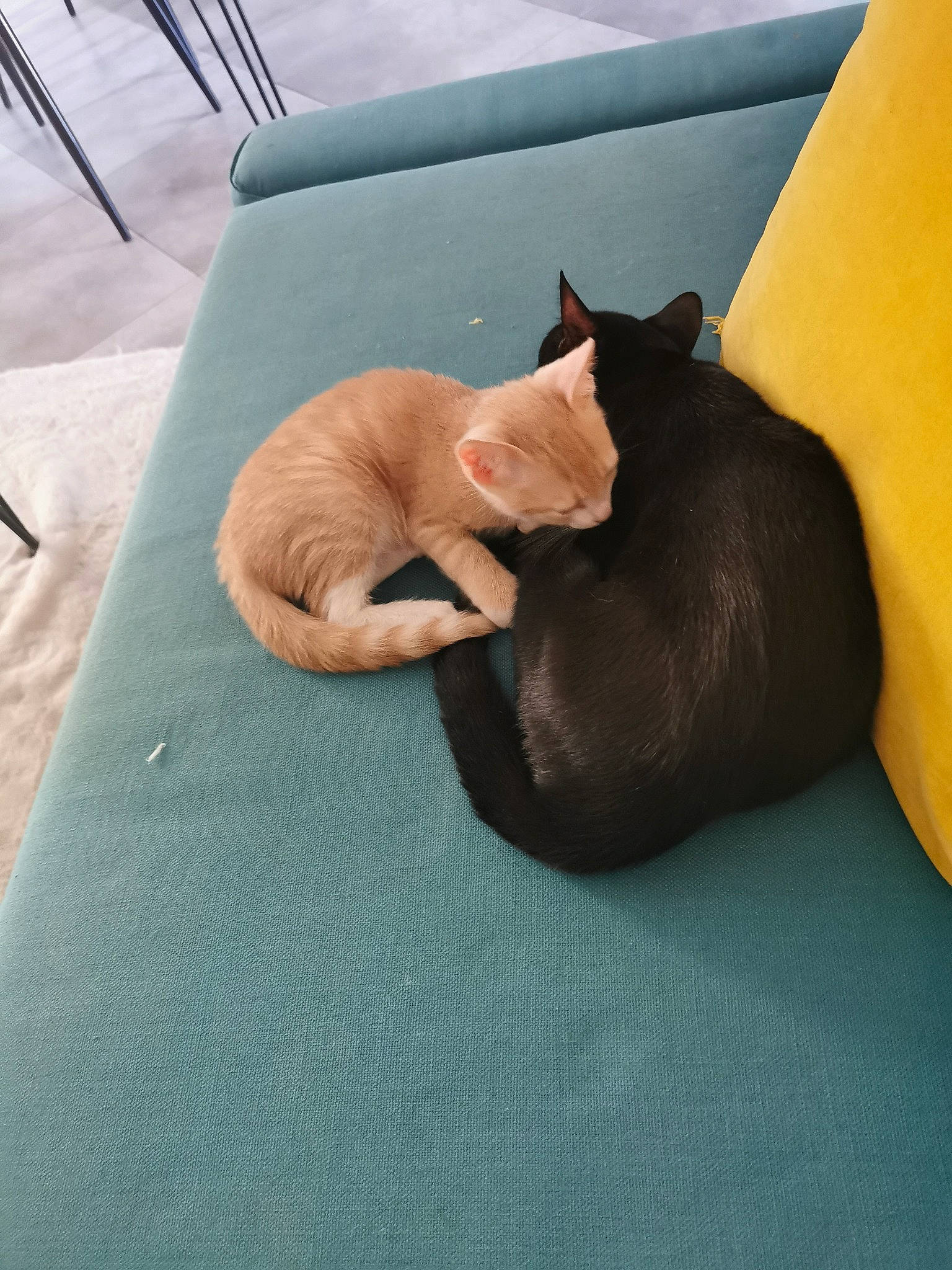 Krokmou Canaille Dewey a rejoint le concours — aidez-le/la à gagner de superbes lots ! bed, black_cat, canidae, carnivore, cat, comfort, companion_dog, dog_breed, fawn, felidae, fur, grey, linens, outdoor_furniture, room, small_to_medium_sized_cats, snout, tail, whiskers, wood