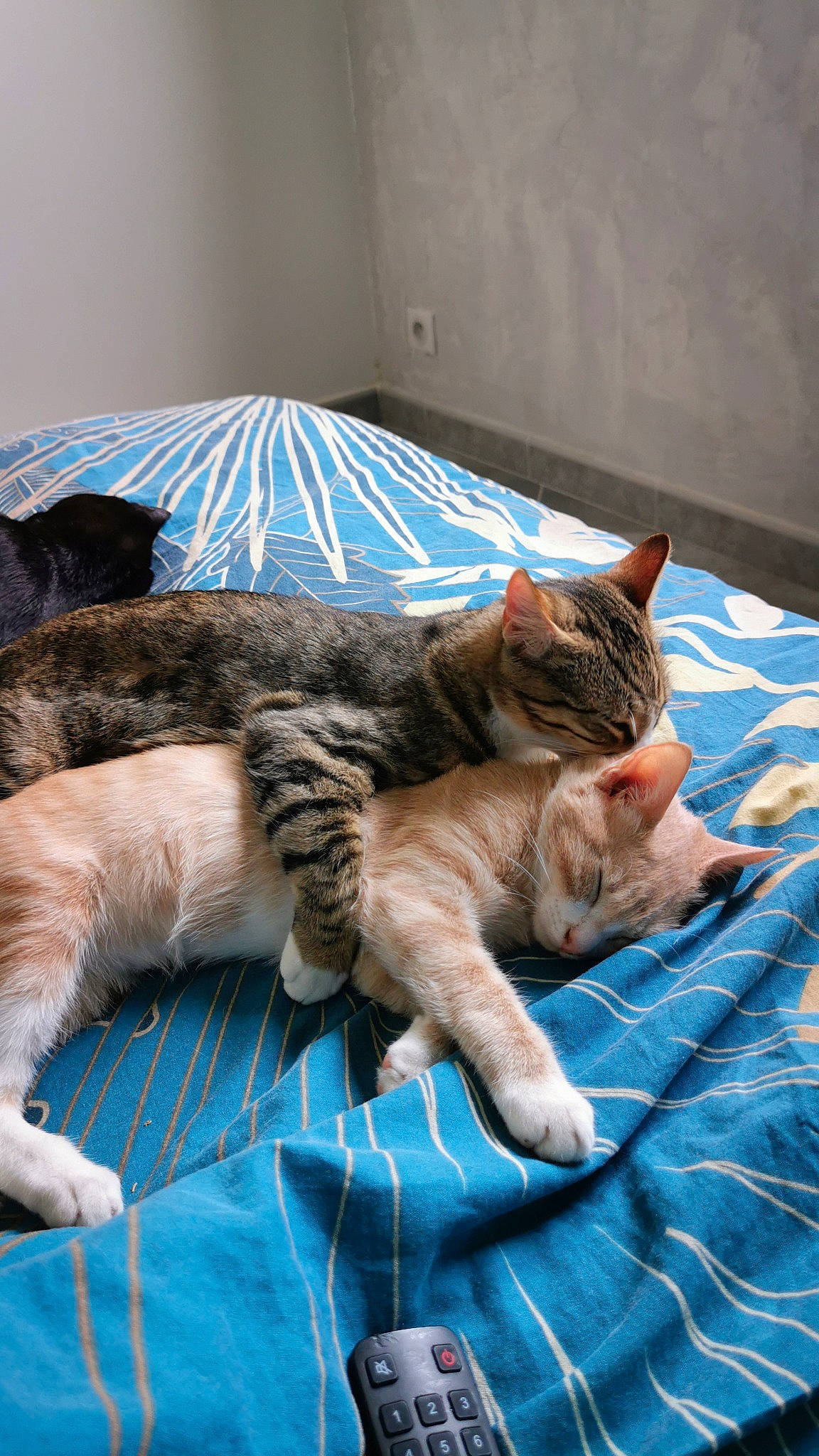 Krokmou Canaille Dewey a rejoint le concours — aidez-le/la à gagner de superbes lots ! bed, bedding, carnivore, cat, claw, comfort, domestic_short_haired_cat, fawn, felidae, flooring, fur, linens, mammal, nap, room, small_to_medium_sized_cats, tail, textile, vertebrate, whiskers