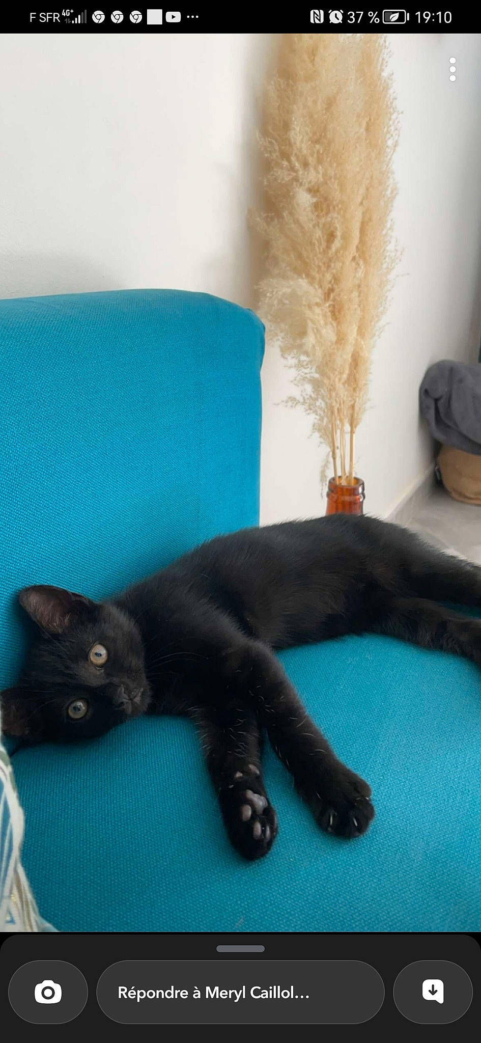 Krokmou a rejoint le concours — aidez-le/la à gagner de superbes lots ! bombay, carnivore, cat, claw, comfort, couch, dog_breed, domestic_short_haired_cat, electric_blue, felidae, flooring, fur, paw, room, small_to_medium_sized_cats, snout, sporting_group, tail, terrestrial_animal, whiskers