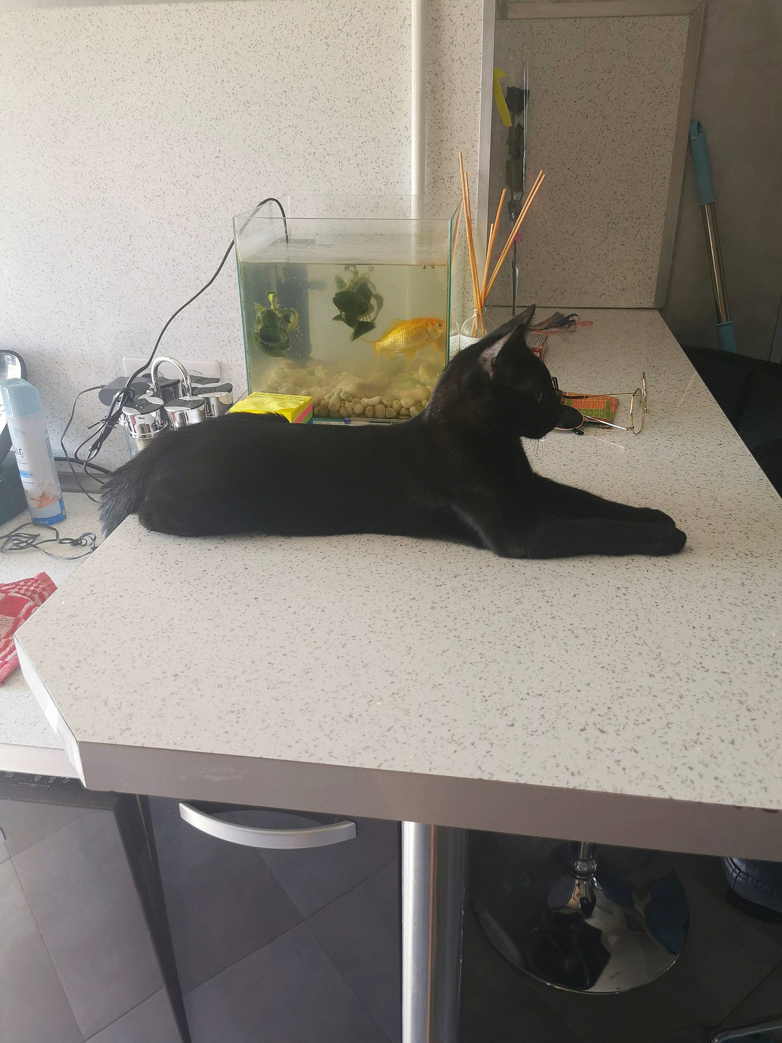 Krokmou participe au concours pour gagner de l'argent avec cette photo : black_cat, bombay, carnivore, coffee_table, comfort, desk, dog_breed, felidae, flooring, hardwood, houseplant, linens, plant, rectangle, room, small_to_medium_sized_cats, table, tail, wood, writing_desk