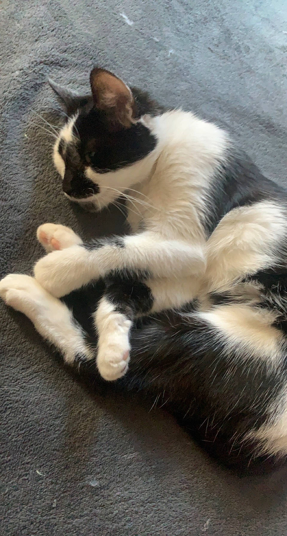 Câline a rejoint le concours — aidez-le/la à gagner de superbes lots ! carnivore, cat, claw, comfort, domestic_short_haired_cat, felidae, foot, fur, nap, paw, sitting, small_to_medium_sized_cats, snout, tail, terrestrial_animal, whiskers