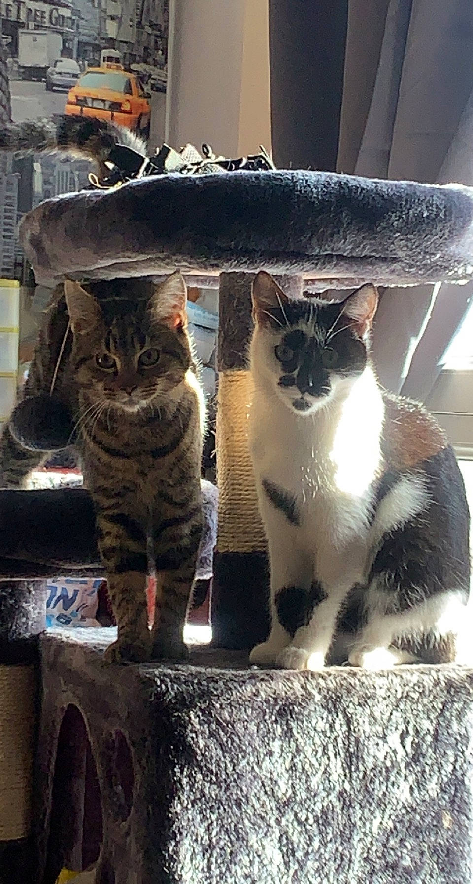 Câline a rejoint le concours — aidez-le/la à gagner de superbes lots ! carnivore, cat, cat_furniture, domestic_short_haired_cat, door, felidae, fur, grey, mammal, monochrome_photography, paw, sitting, small_to_medium_sized_cats, snout, tail, tints_and_shades, tree, vertebrate, whiskers, window