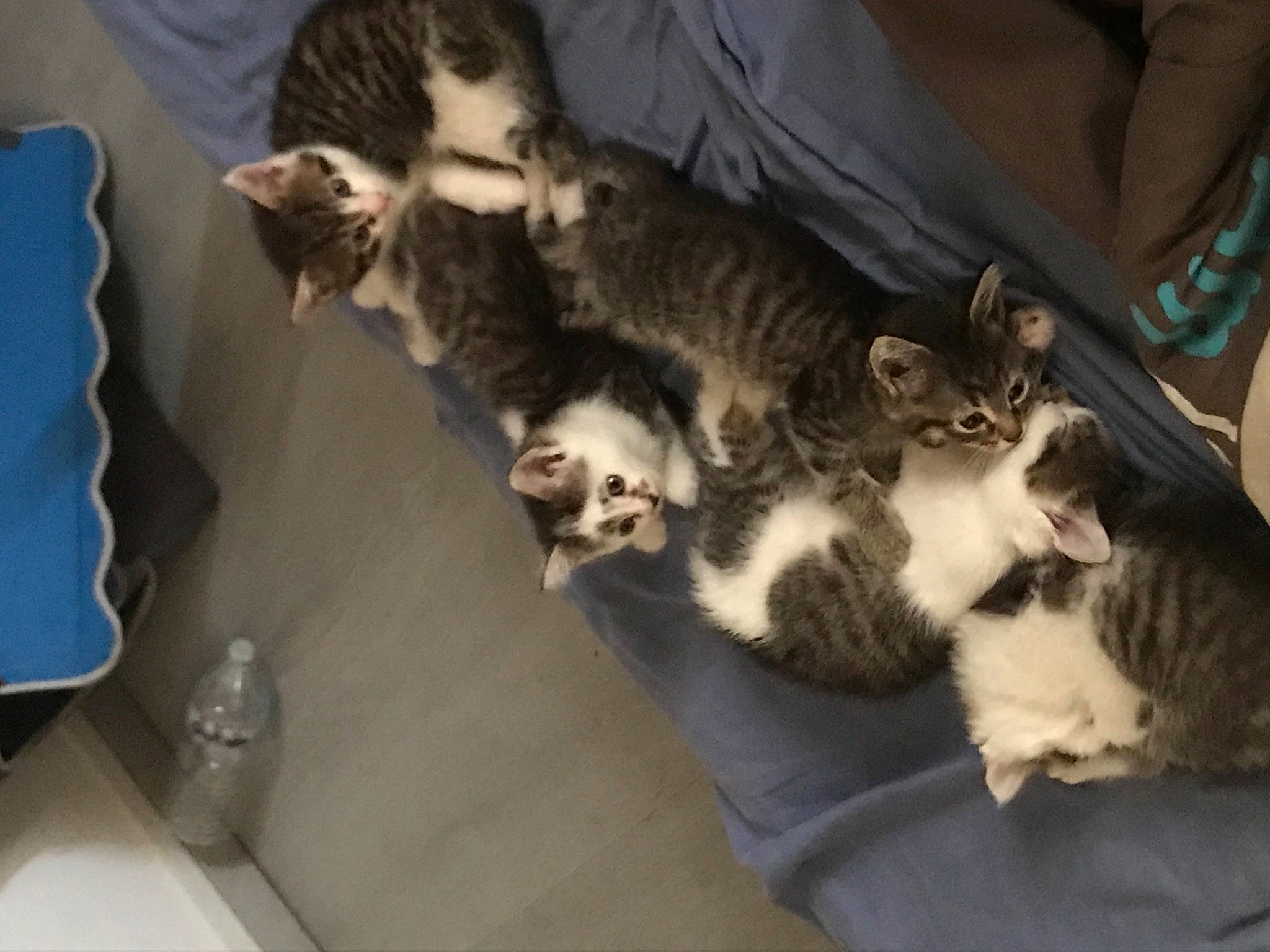 Câline participe au concours pour gagner de l'argent avec cette photo : canidae, carnivore, cat, claw, comfort, companion_dog, dog_breed, domestic_short_haired_cat, felidae, fur, lap, paw, small_to_medium_sized_cats, sporting_group, tail, whiskers