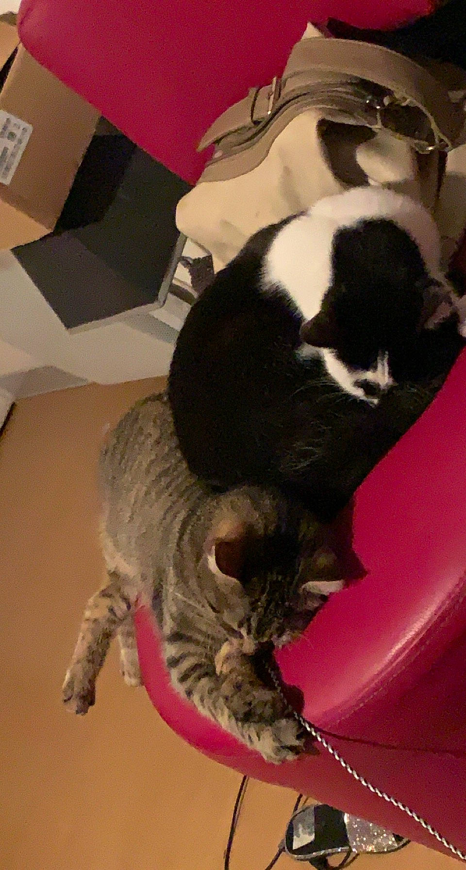 Câline a rejoint le concours — aidez-le/la à gagner de superbes lots ! canidae, carnivore, cat, cat_supply, claw, comfort, companion_dog, dog_breed, domestic_short_haired_cat, felidae, fur, nap, paw, small_to_medium_sized_cats, snout, sporting_group, tail, terrestrial_animal, toy, whiskers