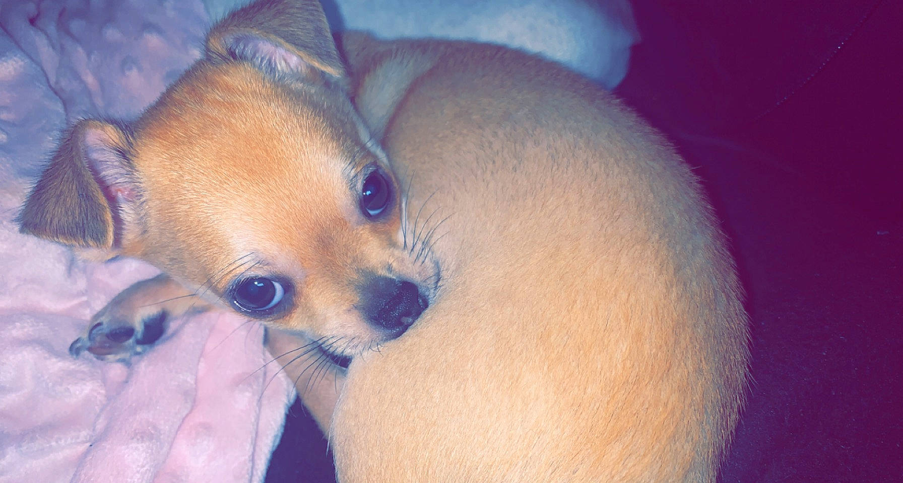 Scooby participe au concours pour gagner de l'argent avec cette photo : abdomen, baby, canidae, carnivore, comfort, companion_dog, dog, dog_breed, ear, electric_blue, fawn, fur, navel, nose, snout, sporting_group, stuffed_toy, toy, whiskers, working_animal