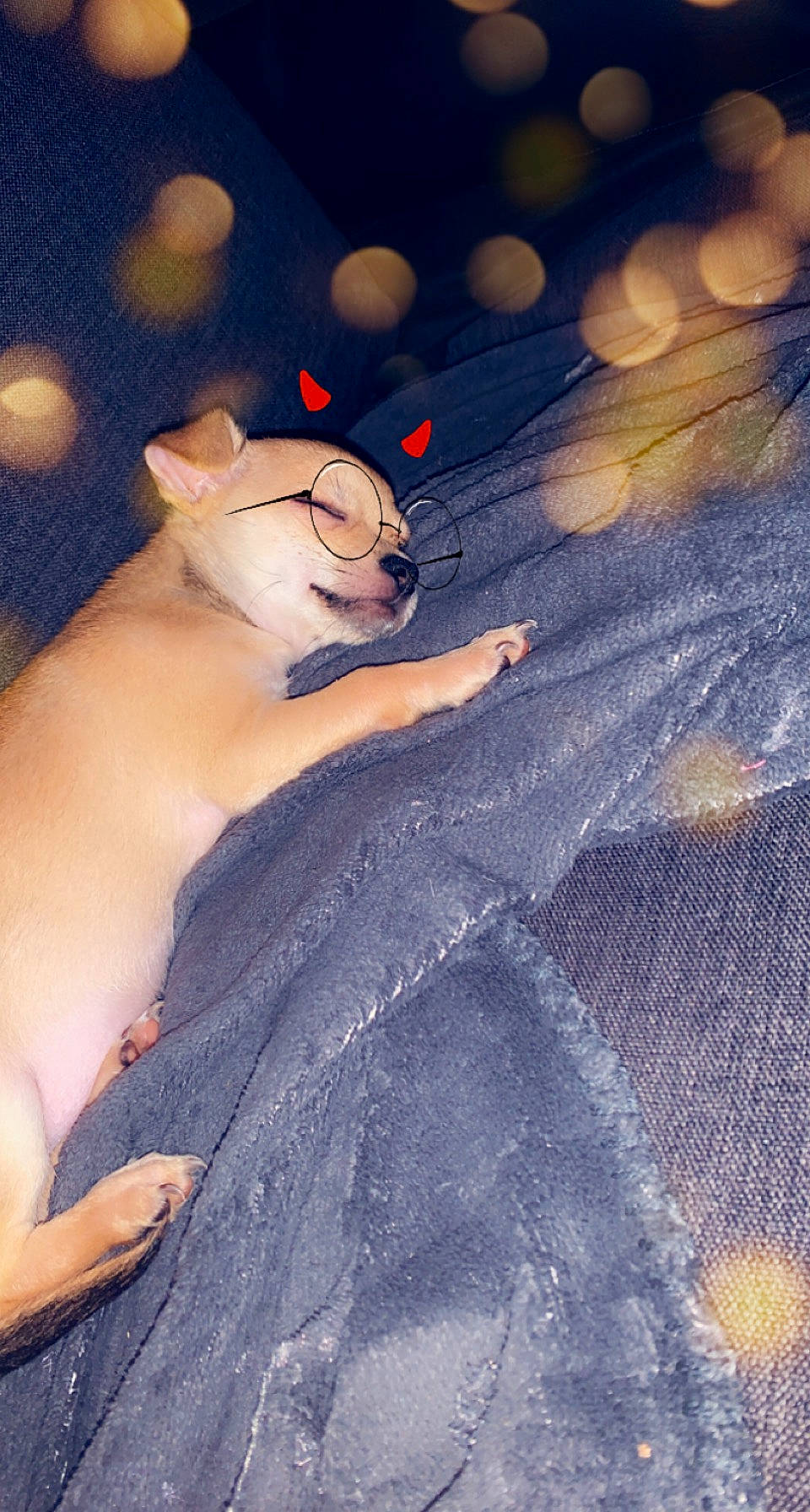 Scooby participe au concours pour gagner de l'argent avec cette photo : canidae, carnivore, cat, darkness, fawn, felidae, finger, fur, grass, hand, happy, human_body, nail, paw, sitting, small_to_medium_sized_cats, snout, tail, whiskers, wood