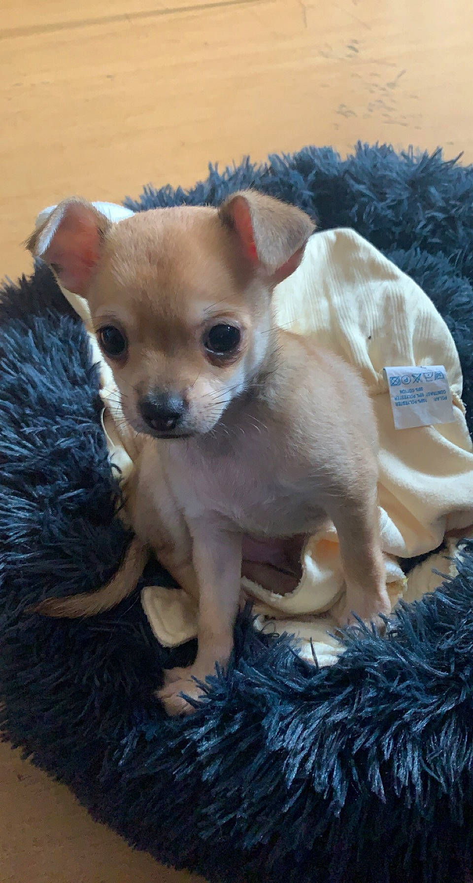 Scooby participe au concours pour gagner de l'argent avec cette photo : canidae, carnivore, chihuahua, companion_dog, corgi_chihuahua, dog, dog_breed, dog_supply, fawn, fur, non_sporting_group, paw, sporting_group, tail, terrestrial_animal, toy_dog, whiskers, working_animal