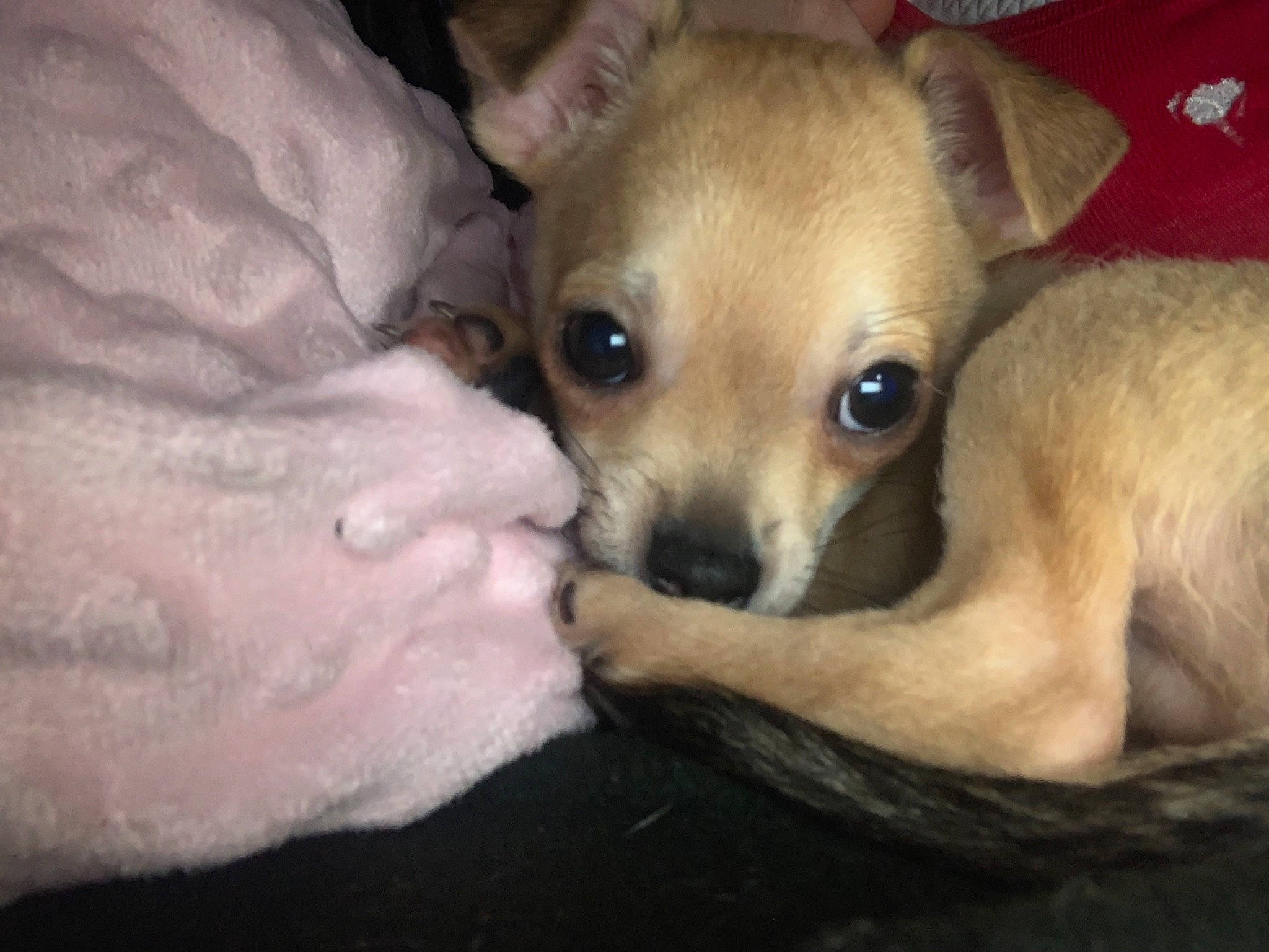 Scooby a rejoint le concours — aidez-le/la à gagner de superbes lots ! bed, canidae, carnivore, chihuahua, comfort, companion_dog, corgi_chihuahua, dog, dog_breed, dog_supply, ear, fawn, fur, non_sporting_group, snout, sporting_group, terrestrial_animal, toy_dog, whiskers, working_animal