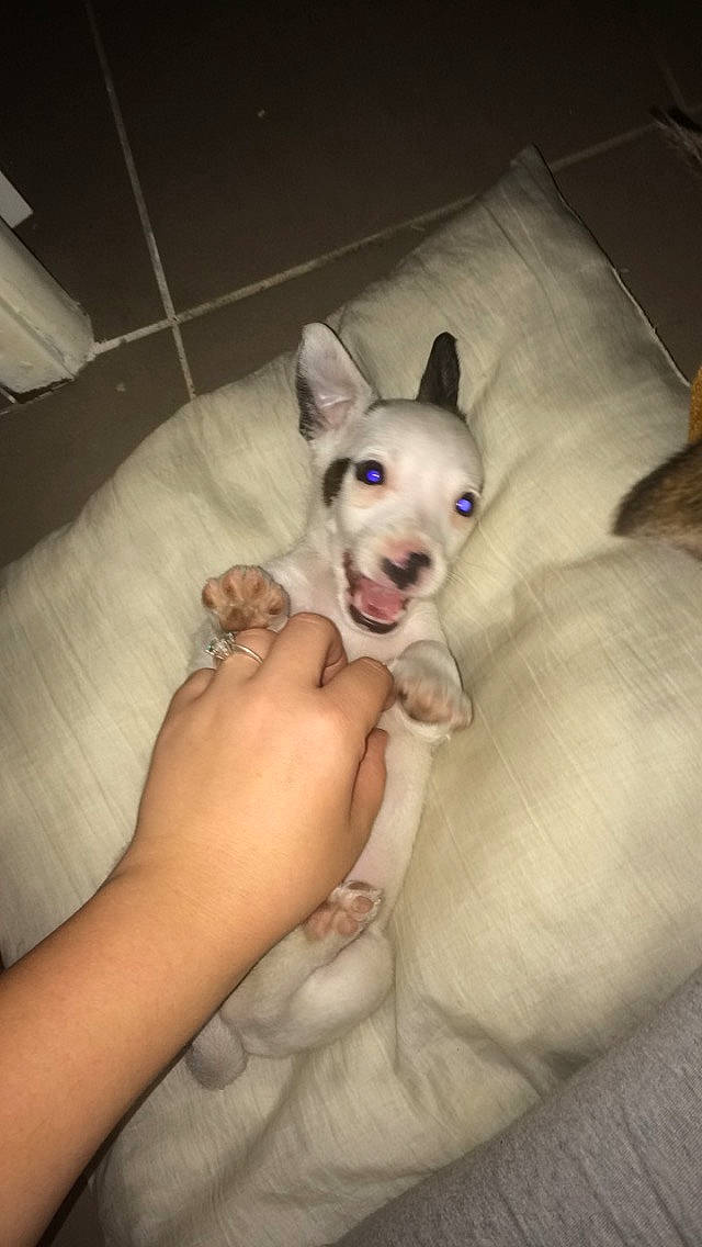 Boulette a rejoint le concours — aidez-le/la à gagner de superbes lots ! canidae, carnivore, carolina_dog, dog, dog_breed, ear, fawn, feist, labrador_husky, mammal, nose, rare_breed_dog, siberian_husky, tamaskan_dog, vertebrate, wolfdog