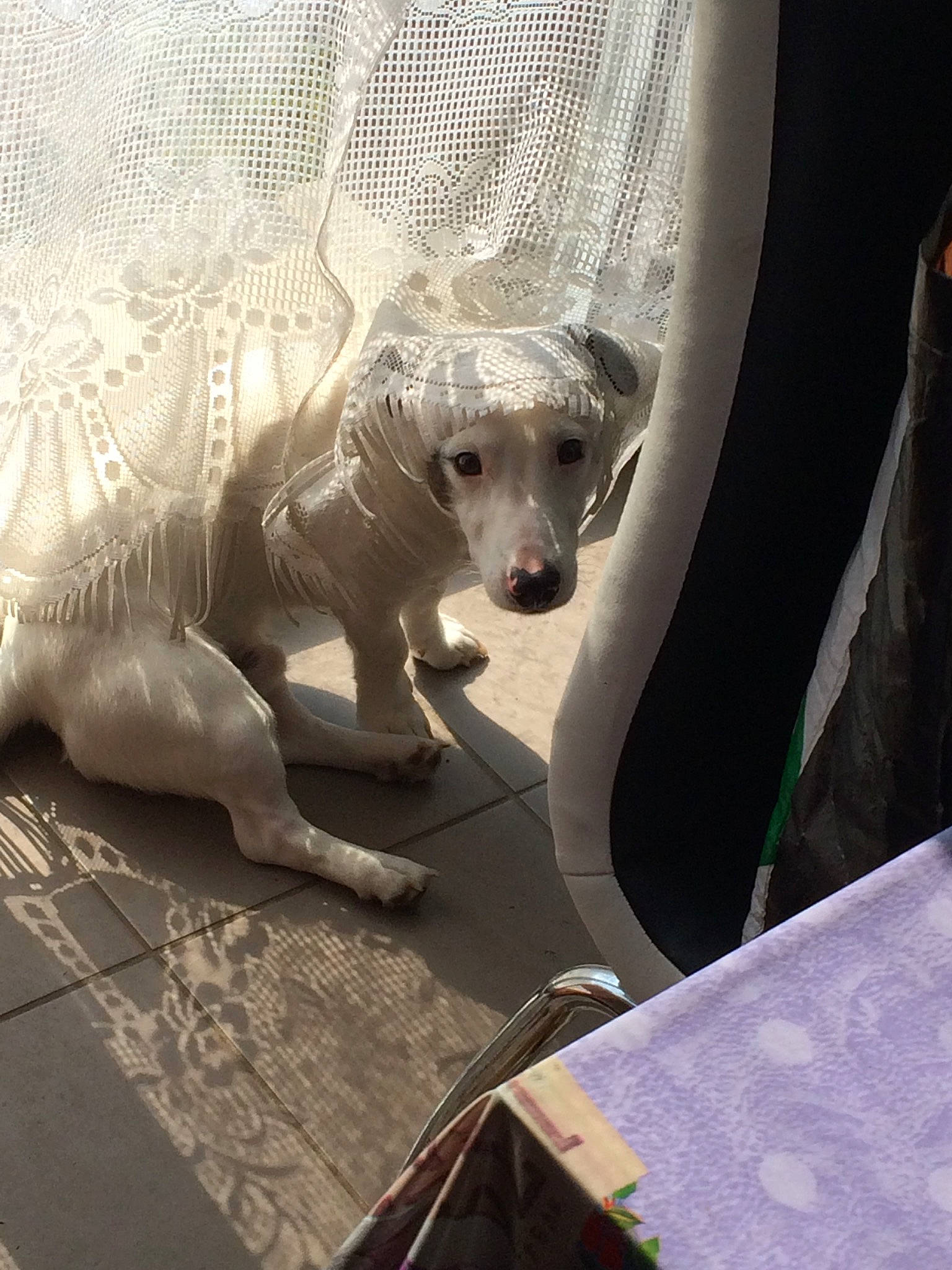 Boulette participe au concours pour gagner de l'argent avec cette photo : canidae, carnivore, companion_dog, dog, dog_breed, fawn, non_sporting_group, sporting_group