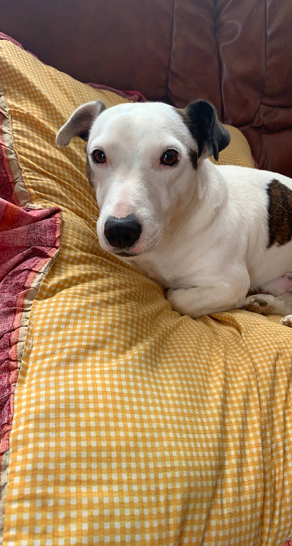 Boulette a rejoint le concours — aidez-le/la à gagner de superbes lots ! canidae, carnivore, collar, comfort, companion_dog, dog, dog_breed, dog_collar, fawn, linens, pet_supply, plaid, sighthound, snout, sporting_group, tartan, terrestrial_animal, whiskers, wood, working_animal