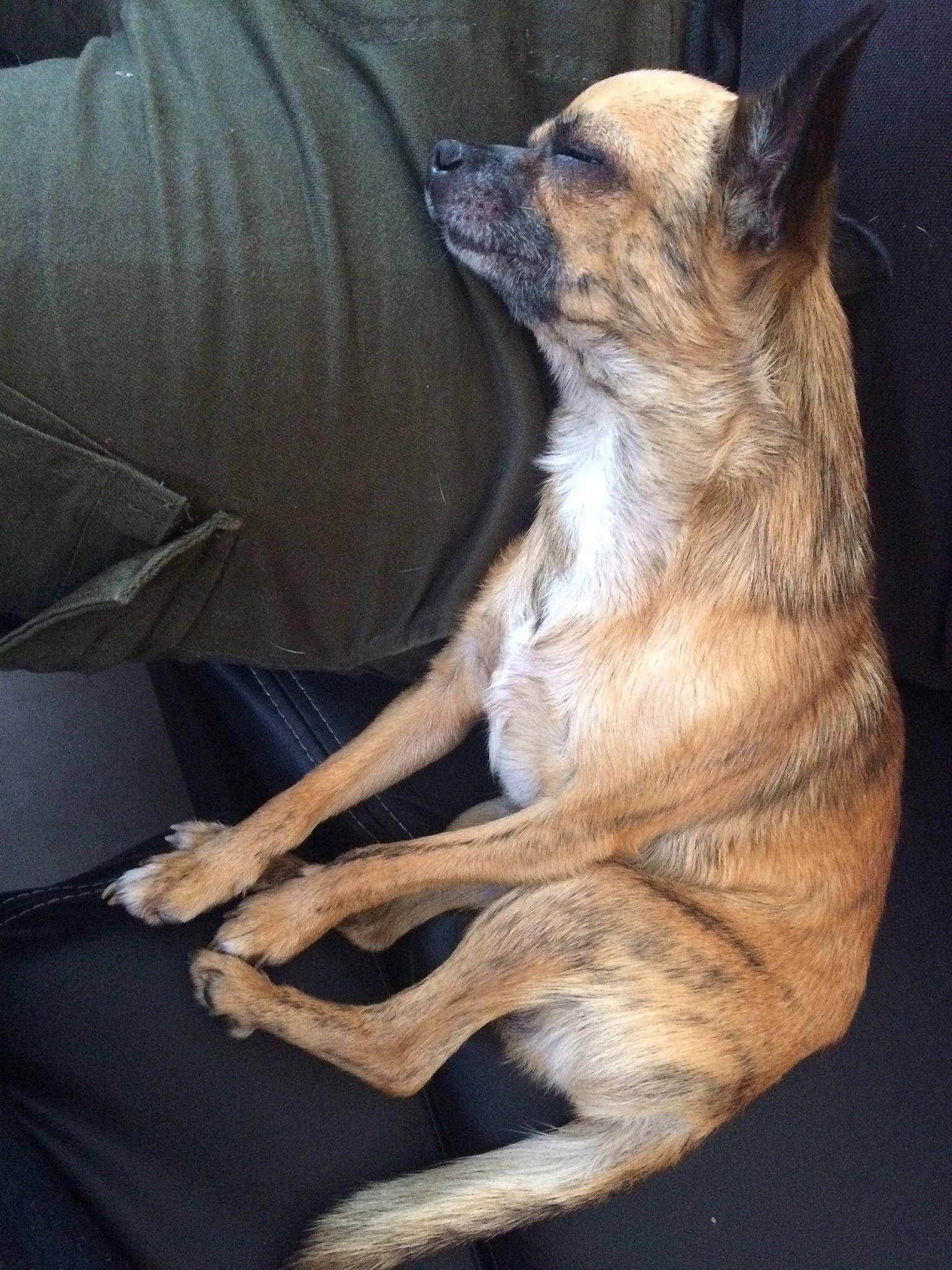 Mimi a rejoint le concours — aidez-le/la à gagner de superbes lots ! canidae, carnivore, chihuahua, companion_dog, dog, dog_breed, ear, fawn, fur, lurcher, snout, whippet, whiskers