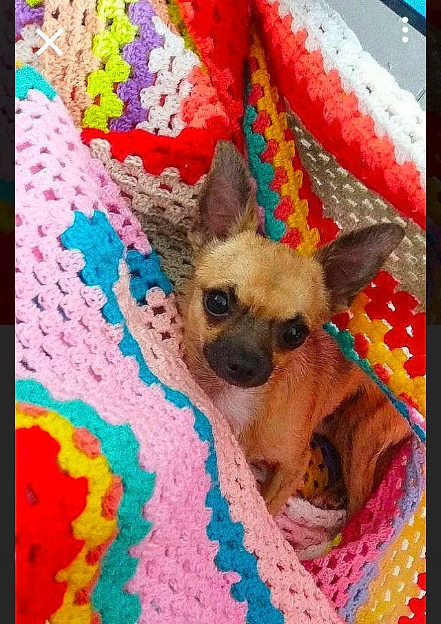 Mimi a rejoint le concours — aidez-le/la à gagner de superbes lots ! art, canidae, carnivore, cat, chihuahua, companion_dog, dog, dog_breed, fawn, mammal, puppy, quilt, snout, textile, toy_dog, vertebrate