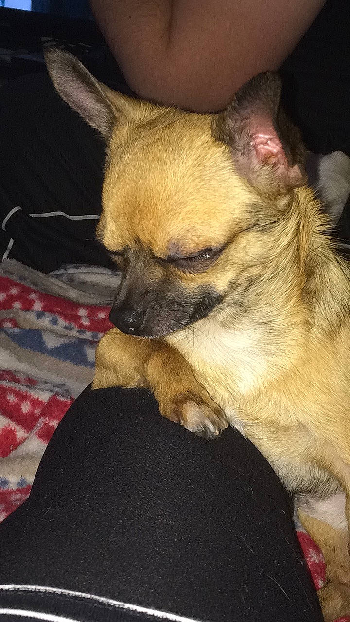 Mimi participe au concours pour gagner de l'argent avec cette photo : cairn_terrier, canidae, carnivore, chihuahua, companion_dog, dog, dog_breed, ear, fawn, mammal, puppy, snout, toy_dog, vertebrate