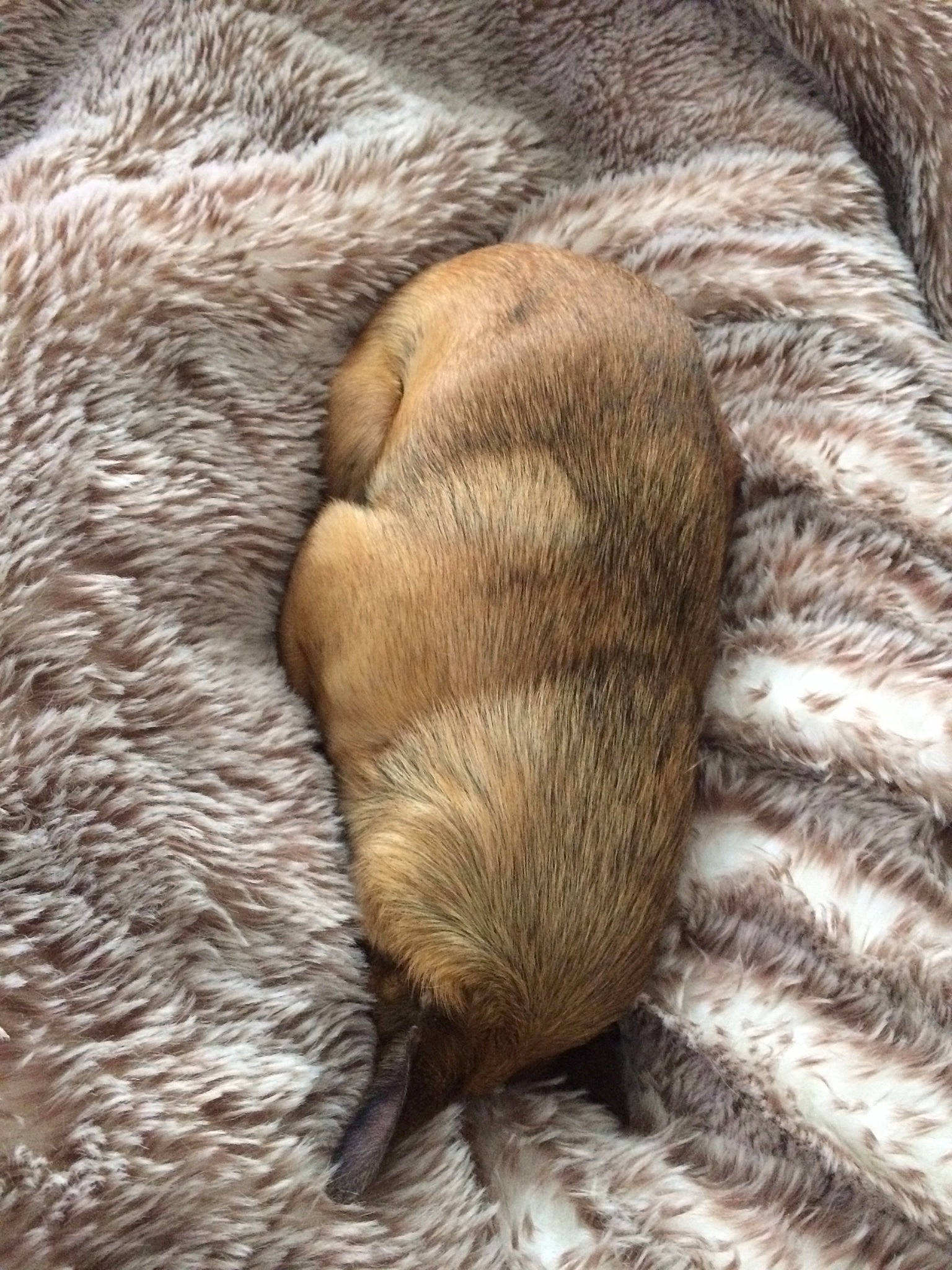 Mimi participe au concours pour gagner de l'argent avec cette photo : canidae, carnivore, claw, fawn, ferret, fur, mustelinae, paw, prairie_dog, puppy, tail