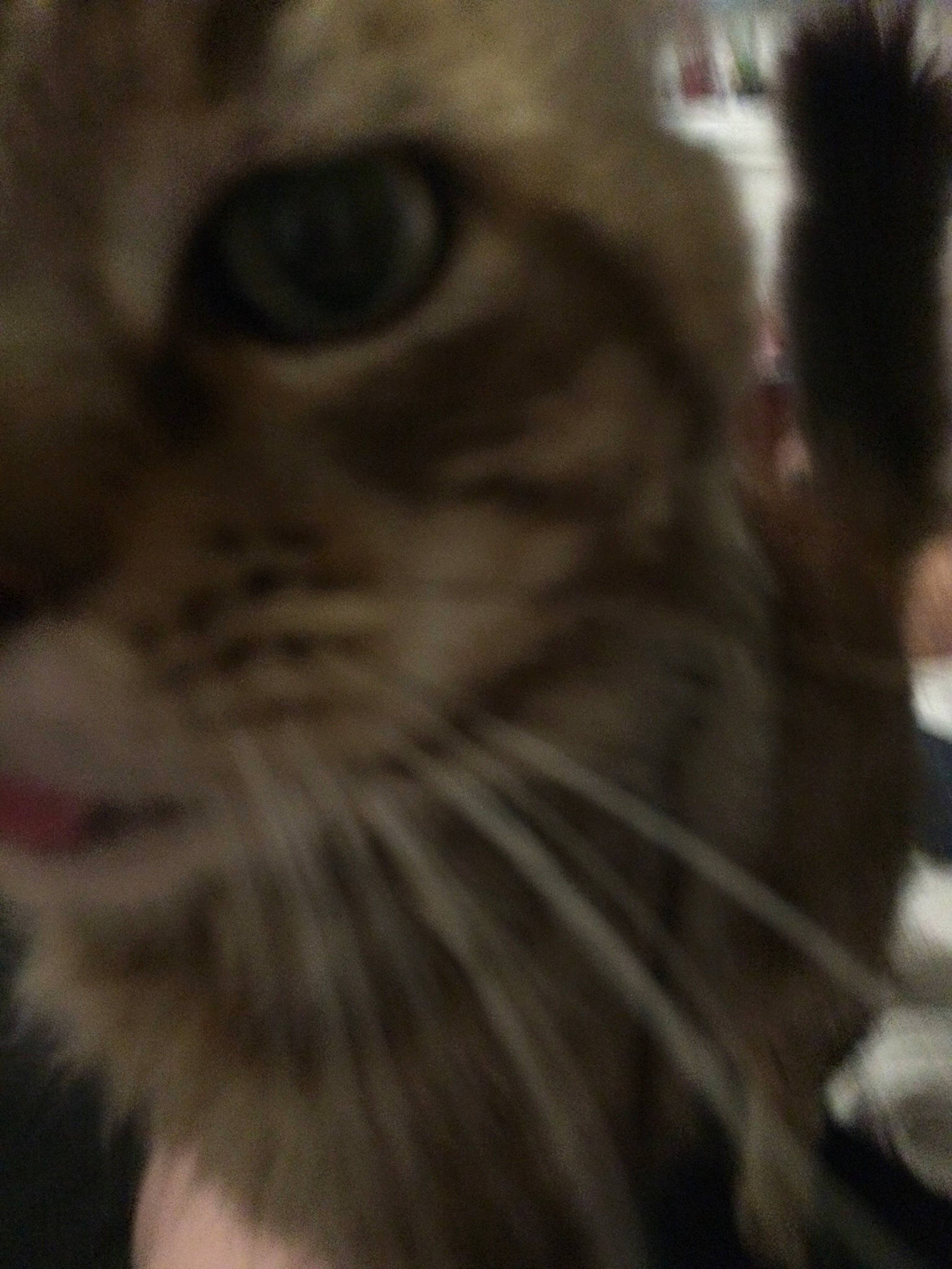 Gribouille a rejoint le concours — aidez-le/la à gagner de superbes lots ! asian, carnivore, cat, close_up, domestic_long_haired_cat, european_shorthair, eye, face, felidae, fur, kitten, mammal, norwegian_forest_cat, nose, siberian, small_to_medium_sized_cats, snapshot, snout, tabby_cat, whiskers