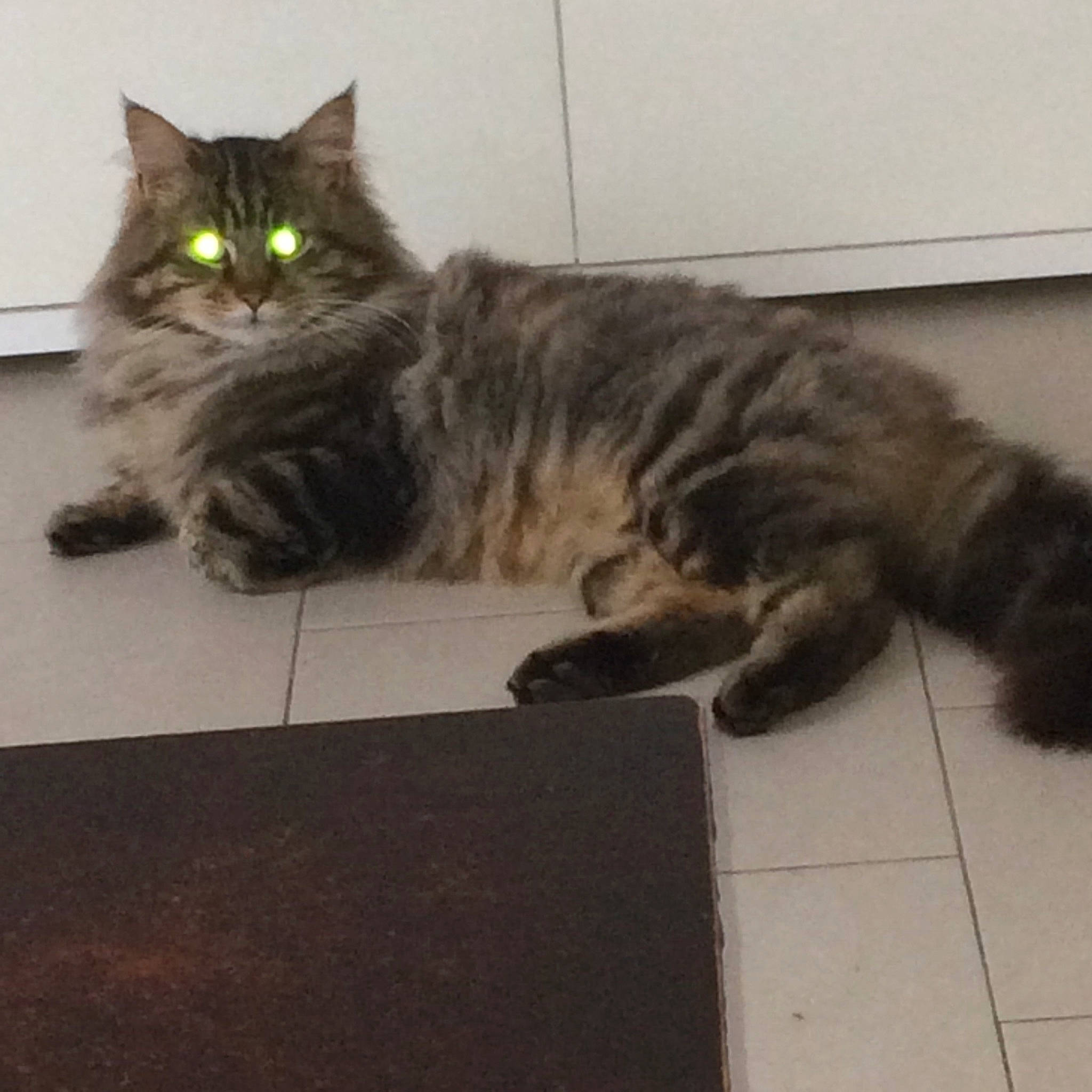 Gribouille a rejoint le concours — aidez-le/la à gagner de superbes lots ! british_semi_longhair, carnivore, cat, cymric, domestic_long_haired_cat, domestic_short_haired_cat, european_shorthair, felidae, fur, kitten, maine_coon, mammal, norwegian_forest_cat, persian, siberian, small_to_medium_sized_cats, tabby_cat, tail, vertebrate, whiskers