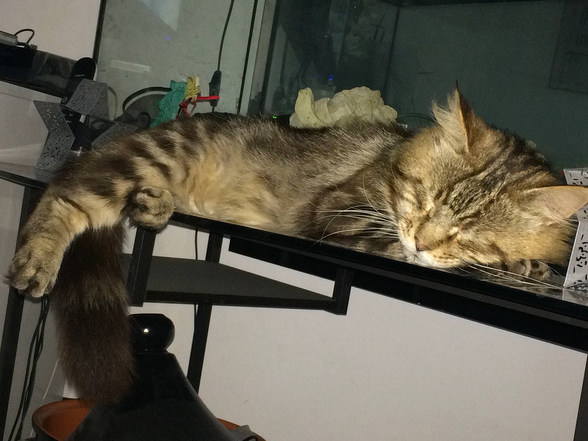 Gribouille a rejoint le concours — aidez-le/la à gagner de superbes lots ! american_shorthair, asian, australian_mist, bengal, california_spangled, carnivore, cat, domestic_short_haired_cat, dragon_li, egyptian_mau, european_shorthair, felidae, kitten, mammal, ocicat, pixie_bob, small_to_medium_sized_cats, tabby_cat, toyger, whiskers