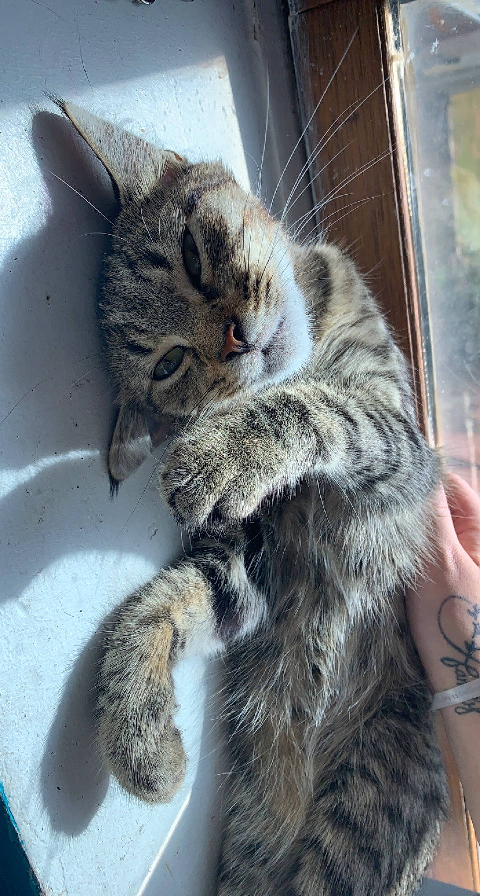 Tigresse participe au concours pour gagner de l'argent avec cette photo : carnivore, cat, claw, comfort, domestic_short_haired_cat, felidae, fur, leg, paw, small_to_medium_sized_cats, snout, tail, terrestrial_animal, whiskers