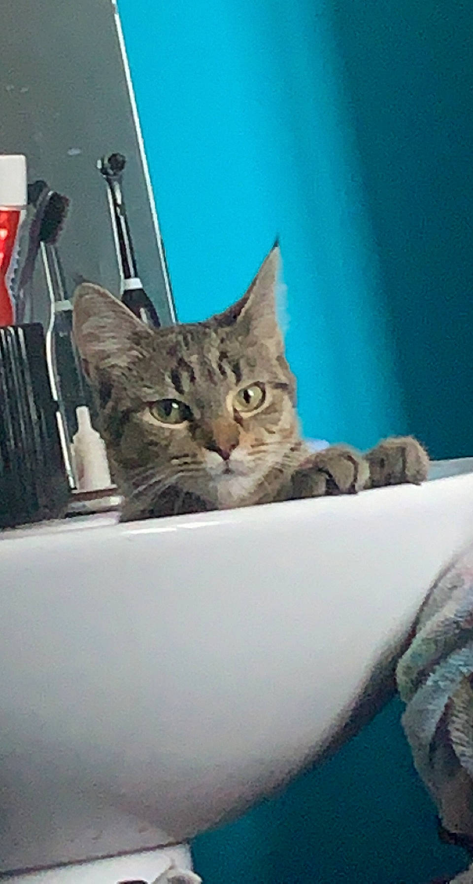 Tigresse a rejoint le concours — aidez-le/la à gagner de superbes lots ! carnivore, cat, claw, comfort, domestic_short_haired_cat, eye, felidae, fur, paw, room, sitting, small_to_medium_sized_cats, tail, whiskers, window