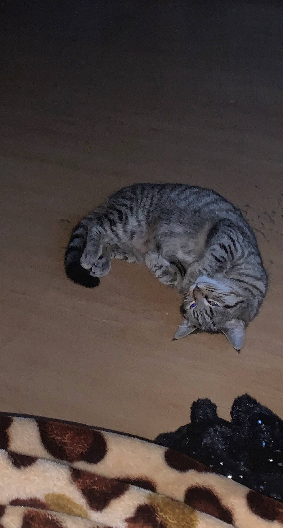 Tigresse participe au concours pour gagner de l'argent avec cette photo : automotive_tire, carnivore, cat, cat_toy, claw, domestic_short_haired_cat, felidae, flooring, fur, grey, hardwood, paw, small_to_medium_sized_cats, snout, tail, terrestrial_animal, whiskers, wood