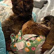 Precious is registered to the contest to win money with this photo: animal, bed, blanket, cat, comfort, cozy, cuddle, cute, diaper, floral_pattern, fur, indoor, kitten, mammal, nestle, pet, resting, sleeping, soft, tortoiseshell_cat