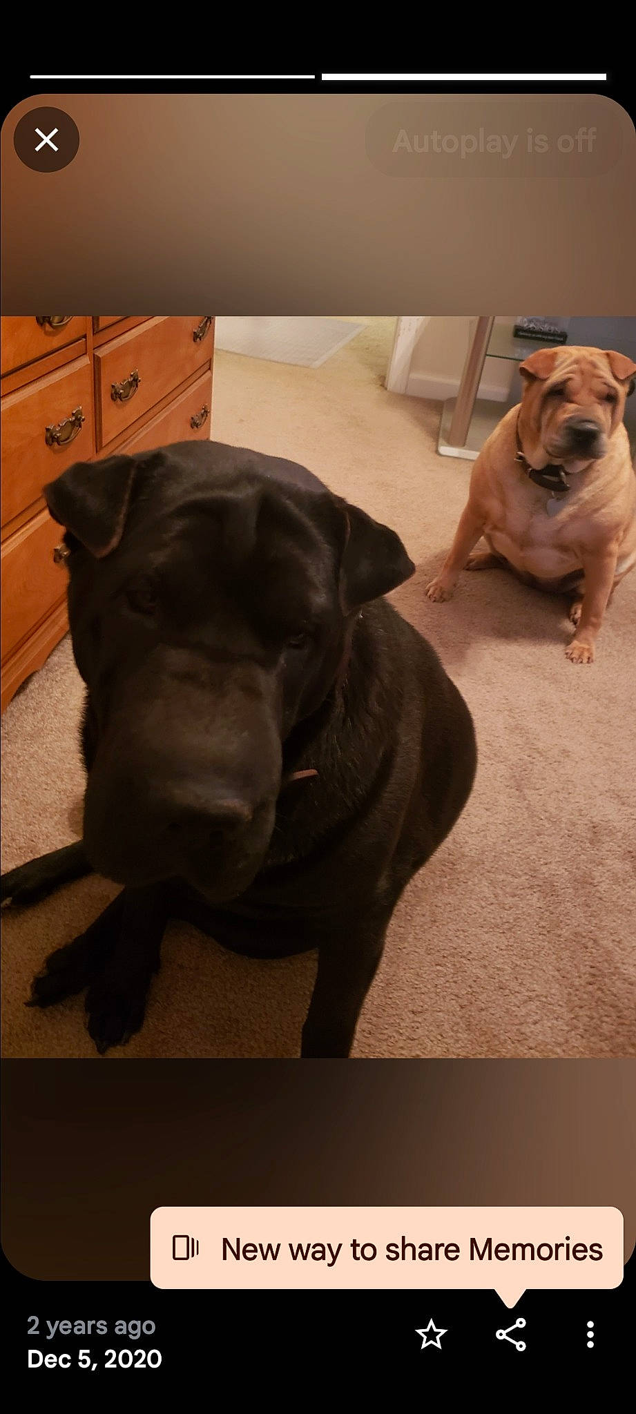 Halo joined the competition — help win amazing prizes! brown, bulldog, cabinetry, carnivore, comfort, companion_dog, dog, dog_breed, dog_collar, fawn, floor, flooring, hardwood, liver, mammal, pet_supply, snout, tail, wood, working_animal