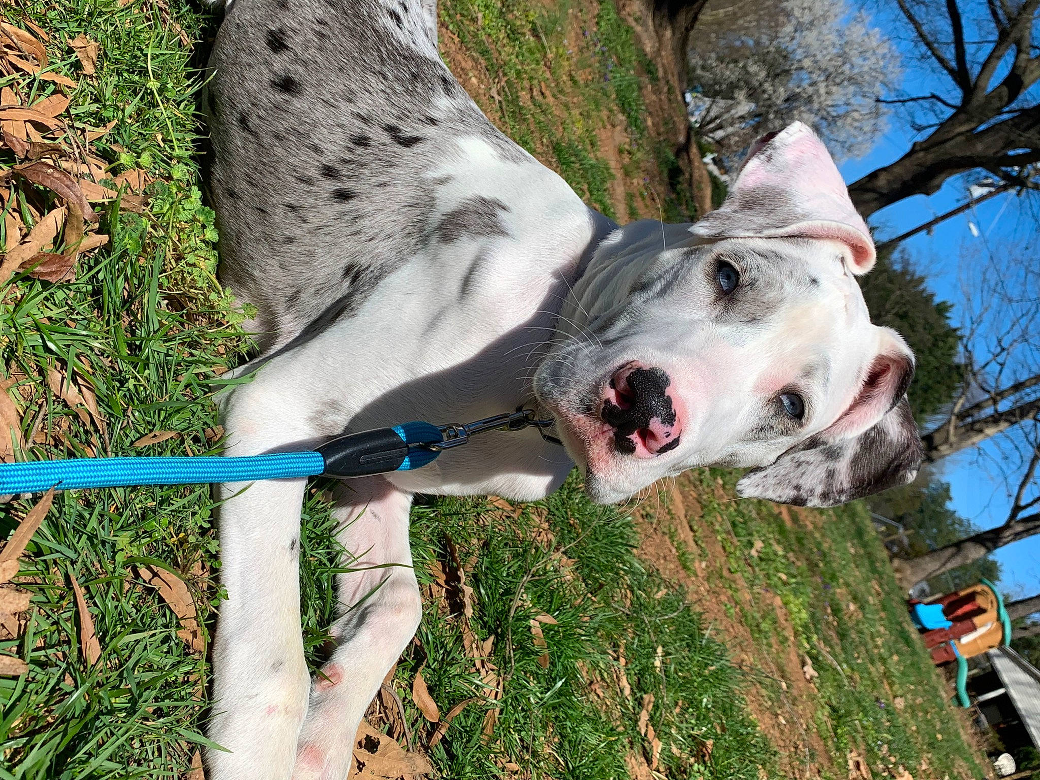 Ruger joined the competition — help win amazing prizes! canidae, carnivore, collar, companion_dog, dog, dog_breed, dog_collar, dog_supply, fawn, grass, great_dane, leash, plant, recreation, sky, snout, sporting_group, tail, tree, working_animal
