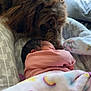 Brylie joined the competition — help win amazing prizes! baby, dog, newborn, blanket, sleeping, pink_clothing, fur, window, cushion, indoor, pet, animal, child, resting, cozy, closeup, soft_light, patterned_fabric, head, face