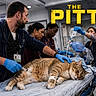 Kiara participe au concours pour gagner de l'argent avec cette photo : cat, tabby_cat, veterinary_clinic, doctor, medical_staff, hospital, operating_table, examination, syringe, gloves, scrubs, stethoscope, emergency_room, animal_care, sleeping, indoor, medical_equipment, text_overlay, dramatic_lighting, portrait