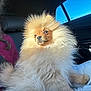 dog, pomeranian, fluffy, pet, animal, car, window, sunlight, person, smile, seatbelt, indoor, lap, fur, cute, companion, travel, casual, red_sweater, portrait