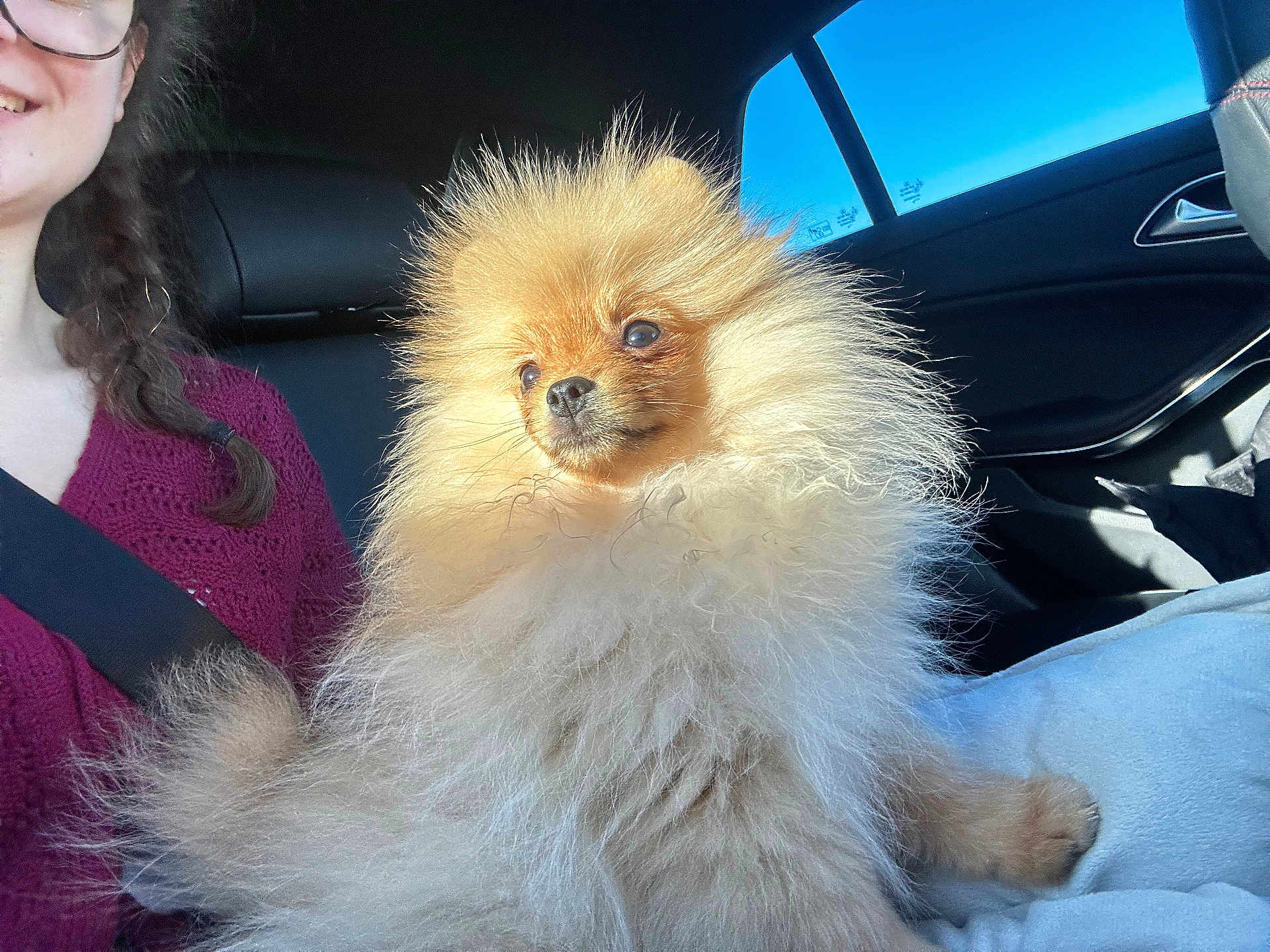 Mako a rejoint le concours — aidez-le/la à gagner de superbes lots ! dog, pomeranian, fluffy, pet, animal, car, window, sunlight, person, smile, seatbelt, indoor, lap, fur, cute, companion, travel, casual, red_sweater, portrait