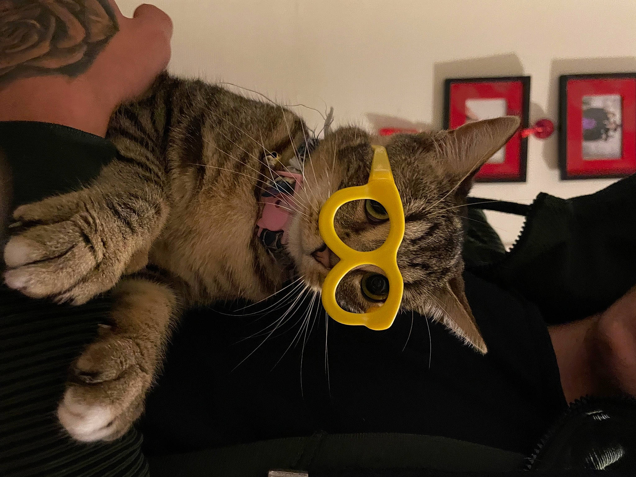 Kit Kat participe au concours pour gagner de l&#x27;argent avec cette photo : art, carnivore, cat, claw, comfort, domestic_short_haired_cat, ear, fashion_accessory, felidae, fur, gesture, grey, nail, picture_frame, small_to_medium_sized_cats, snout, thumb, whiskers, wrinkle, wrist