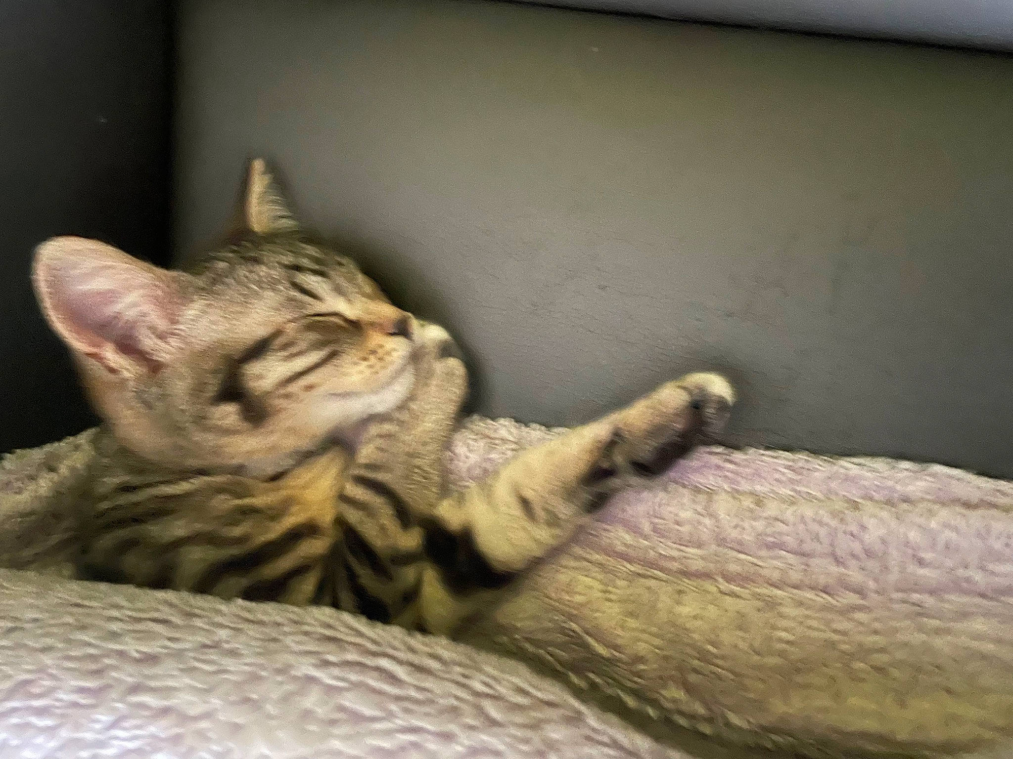 Kit Kat participe au concours pour gagner de l&#x27;argent avec cette photo : carnivore, cat, claw, comfort, domestic_short_haired_cat, felidae, fur, paw, small_to_medium_sized_cats, snout, tail, terrestrial_animal, whiskers, wildlife, wood