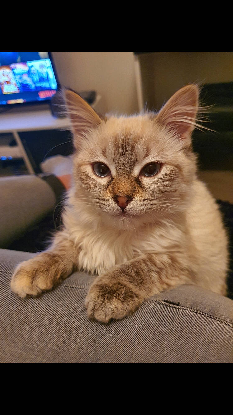 Nala a rejoint le concours — aidez-le/la à gagner de superbes lots ! asian, asian_semi_longhair, australian_mist, carnivore, cat, claw, domestic_short_haired_cat, dragon_li, european_shorthair, fawn, felidae, kitten, mammal, ojos_azules, ragdoll, siberian, small_to_medium_sized_cats, tabby_cat, vertebrate, whiskers