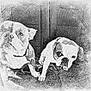 dog, bulldog, pet, animal, couch, indoor, face, portrait, companion, furniture, black_and_white, sketch, texture, two_dogs, sitting, cute, expression, domestic, friendly, canine