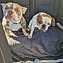 bulldog, dog, pet, car, backseat, blanket, leash, canine, animal, indoor, furniture, seat, resting, looking, two_dogs, brown, white, ears, face, paw