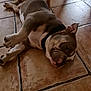 Alpha participe au concours pour gagner de l'argent avec cette photo : dog, puppy, lying_down, floor, tile_floor, indoor, pet, relaxed, resting, brown, white, collar, canine, cute, animal, sleepy, paw, ear, close_up, domestic
